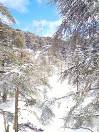 Low angle view of trees against sky during winter