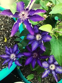 Close-up of purple flowers blooming outdoors