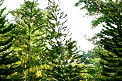 Trees in forest