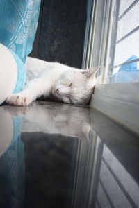 Cat sleeping on window
