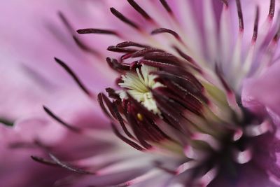 Close-up of pink flower