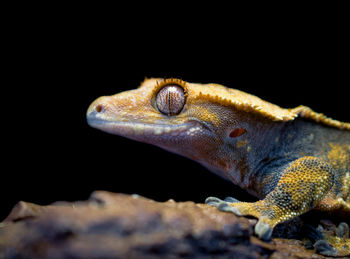 Close-up of lizard