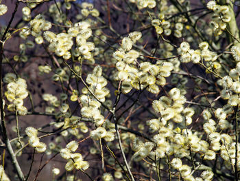 Full frame shot of white flowers blooming on tree