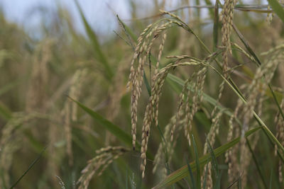 Close-up of stalks in field