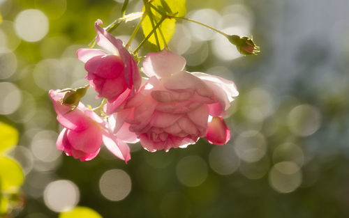 Close-up of pink flowers