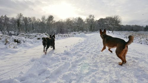 Dog on snow field against sky