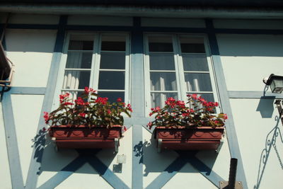 Potted plants on window