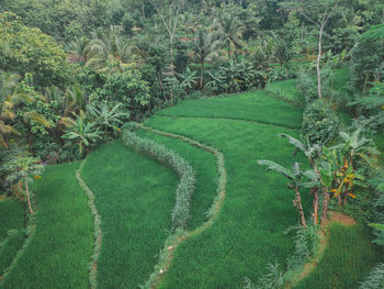 High angle view of green trees growing on field