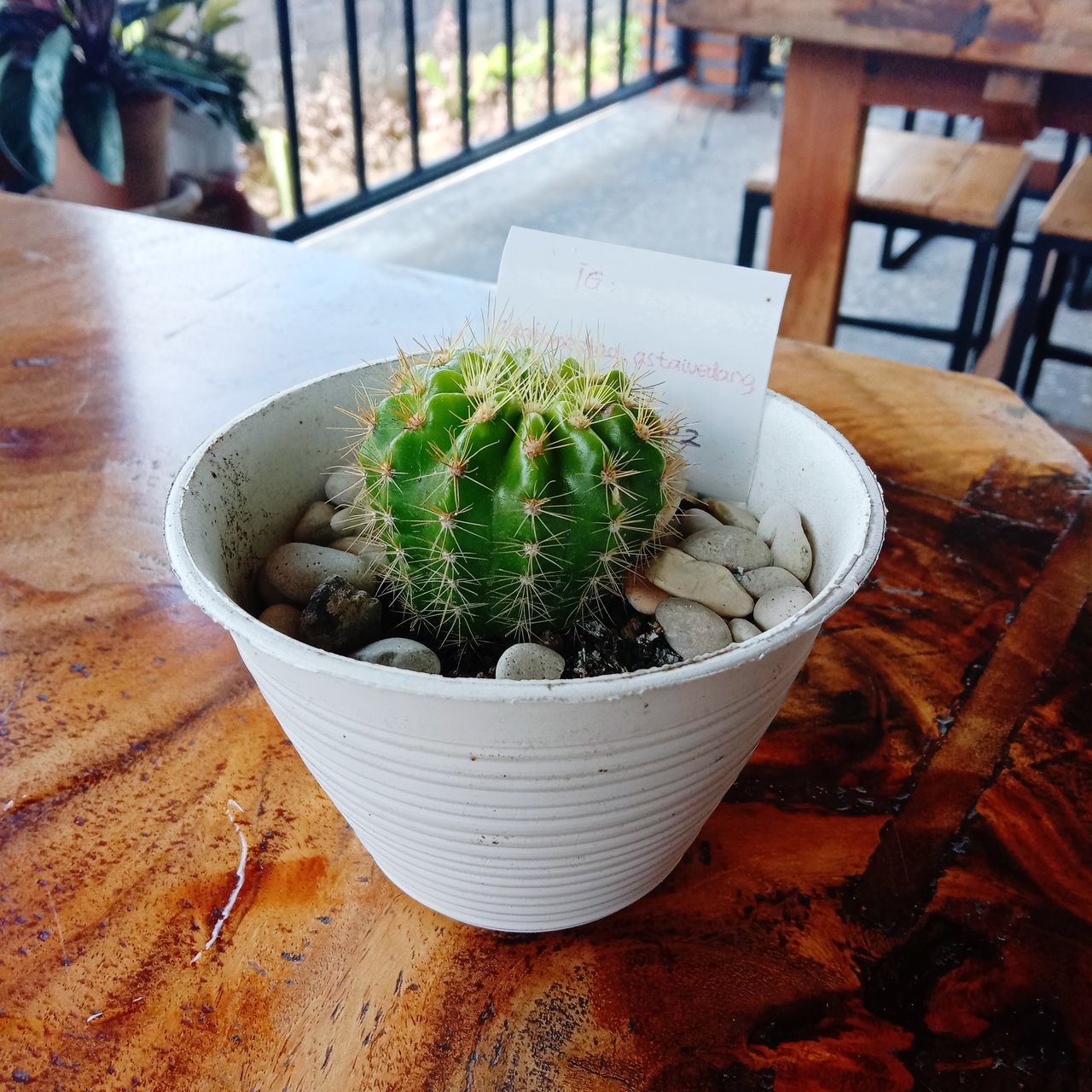 HIGH ANGLE VIEW OF SUCCULENT PLANTS IN POT