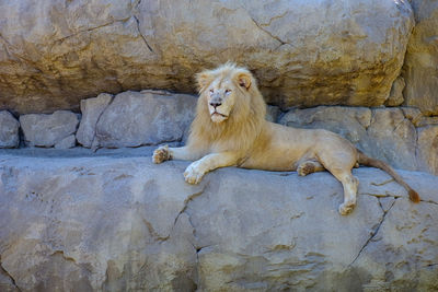 A white lion lying on the rock