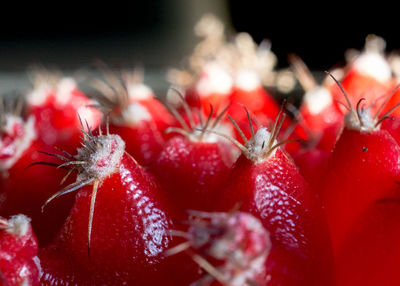 Close-up of red berries growing on plant