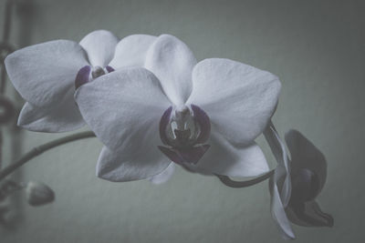 Close-up of flowers