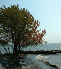 Tree by sea against clear sky