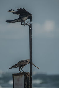 Bird perching on wooden post by sea against sky