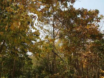 Low angle view of trees
