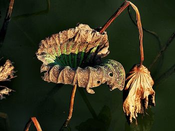 Close-up of plant