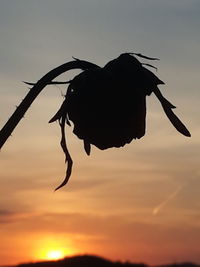 Close-up of silhouette bird against sky at sunset