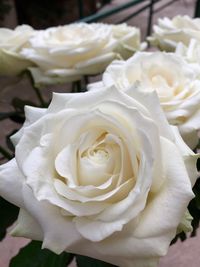 Close-up of white rose