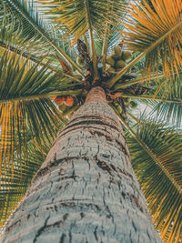 Low angle view of palm tree