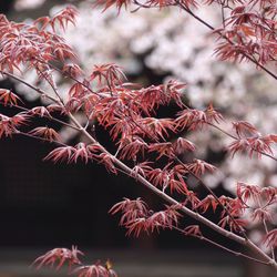 Close-up of autumnal tree