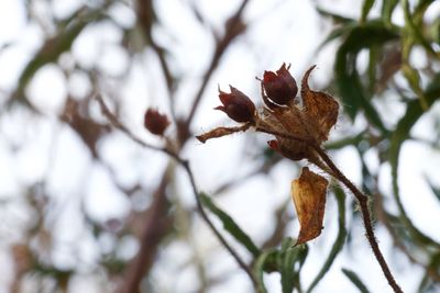 Low angle view of flower plant on tree