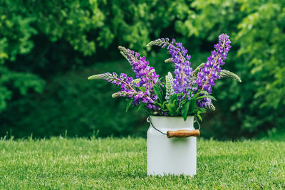Close-up of purple flowering plant on land
