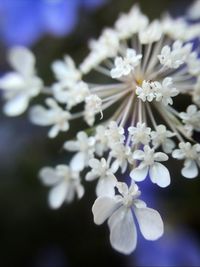 Close-up of white flowers