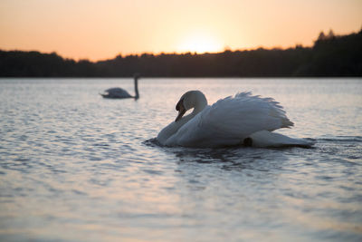 Swan floating on virginia water lake at sunset