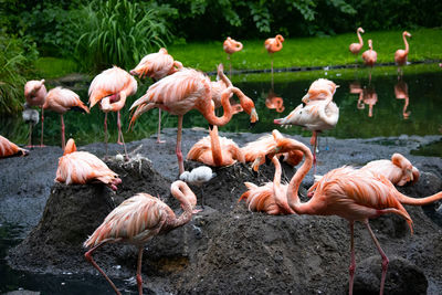 Flock of flamingos in lake