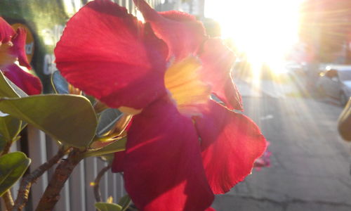 Close-up of red flower growing on plant