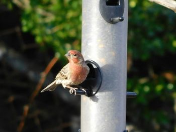 Close-up of bird perching on metal pole