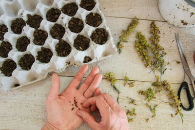 Cropped hands of man sapling plants at table