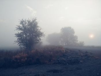 Trees on field against sky during foggy weather