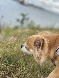 Side view of dog on field