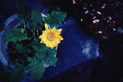 Close-up of yellow flower