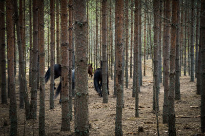 Man in forest