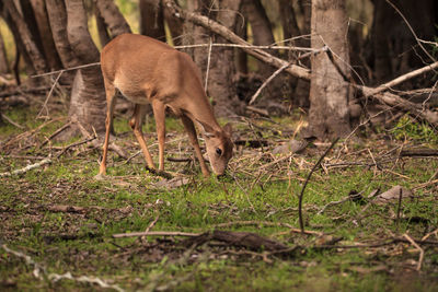 White-tailed deer odocoileus virginianus forages for clover in the wetland 