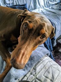 Close-up of dog looking away