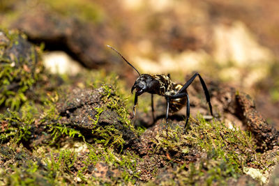 Close-up of insect on rock