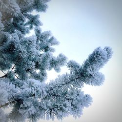 Low angle view of trees