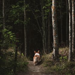 Corgi in a forest