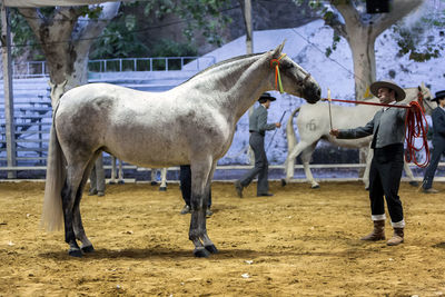 Horses standing in ranch