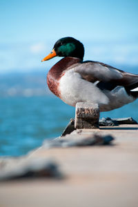 Close-up of bird perching on a sea