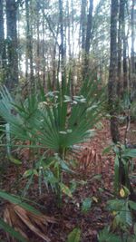 Trees in forest