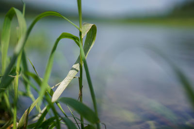 Close-up of plant against blurred background