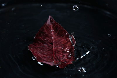 High angle view of leaf floating on water