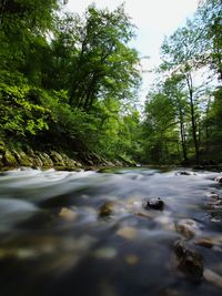 Surface level of stream amidst trees in forest