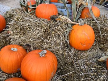 Close-up of pumpkins on orange