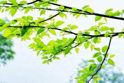 Low angle view of tree against sky
