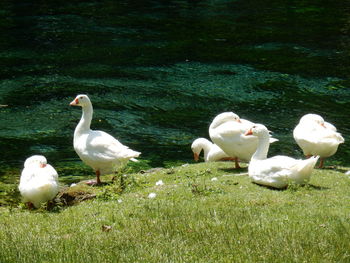 Swans and ducks on field